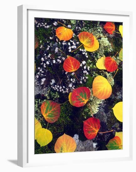 USA, Colorado, Aspen Leaves in the Rocky Mountains-Jaynes Gallery-Framed Premium Photographic Print