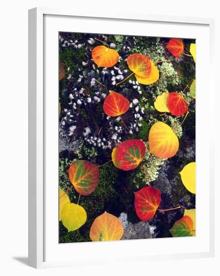 USA, Colorado, Aspen Leaves in the Rocky Mountains-Jaynes Gallery-Framed Photographic Print