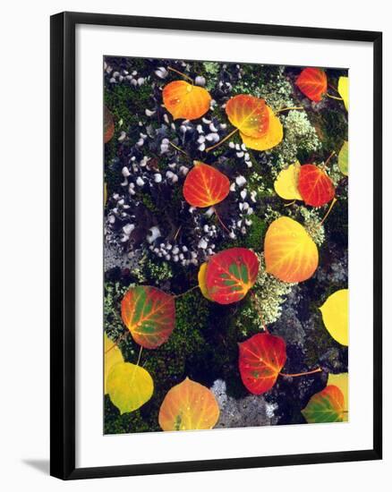 USA, Colorado, Aspen Leaves in the Rocky Mountains-Jaynes Gallery-Framed Photographic Print