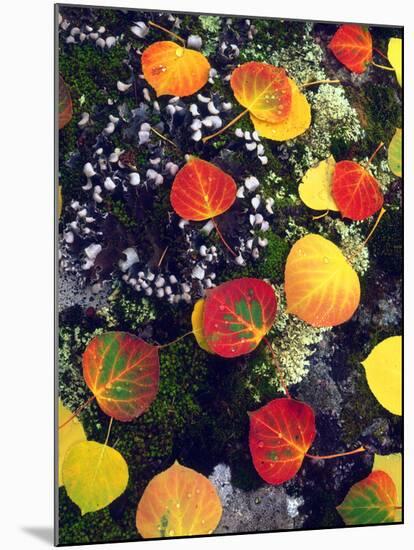 USA, Colorado, Aspen Leaves in the Rocky Mountains-Jaynes Gallery-Mounted Photographic Print