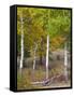 USA, Colorado. Aspens along the road in Rocky Mountain National Park.-Anna Miller-Framed Stretched Canvas