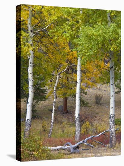 USA, Colorado. Aspens along the road in Rocky Mountain National Park.-Anna Miller-Stretched Canvas