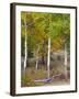 USA, Colorado. Aspens along the road in Rocky Mountain National Park.-Anna Miller-Framed Photographic Print