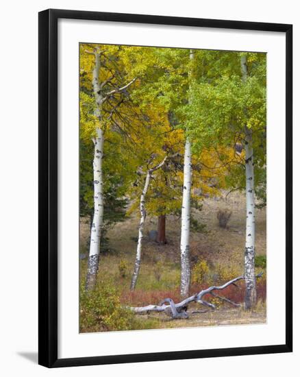 USA, Colorado. Aspens along the road in Rocky Mountain National Park.-Anna Miller-Framed Photographic Print