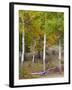 USA, Colorado. Aspens along the road in Rocky Mountain National Park.-Anna Miller-Framed Photographic Print
