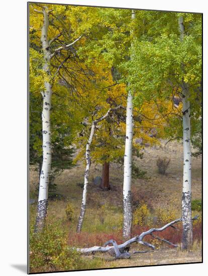 USA, Colorado. Aspens along the road in Rocky Mountain National Park.-Anna Miller-Mounted Photographic Print