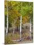 USA, Colorado. Aspens along the road in Rocky Mountain National Park.-Anna Miller-Mounted Photographic Print