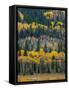 USA, Colorado. Aspens and evergreens in Rocky Mountain NP.-Anna Miller-Framed Stretched Canvas