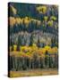 USA, Colorado. Aspens and evergreens in Rocky Mountain NP.-Anna Miller-Stretched Canvas