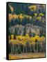 USA, Colorado. Aspens and evergreens in Rocky Mountain NP.-Anna Miller-Framed Stretched Canvas