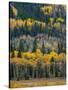 USA, Colorado. Aspens and evergreens in Rocky Mountain NP.-Anna Miller-Stretched Canvas