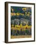 USA, Colorado. Aspens and evergreens in Rocky Mountain NP.-Anna Miller-Framed Photographic Print