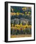 USA, Colorado. Aspens and evergreens in Rocky Mountain NP.-Anna Miller-Framed Photographic Print