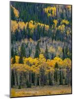 USA, Colorado. Aspens and evergreens in Rocky Mountain NP.-Anna Miller-Mounted Photographic Print