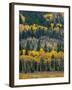 USA, Colorado. Aspens and evergreens in Rocky Mountain NP.-Anna Miller-Framed Photographic Print