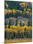 USA, Colorado. Aspens and evergreens in Rocky Mountain NP.-Anna Miller-Mounted Photographic Print