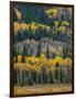 USA, Colorado. Aspens and evergreens in Rocky Mountain NP.-Anna Miller-Framed Photographic Print
