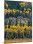 USA, Colorado. Aspens and evergreens in Rocky Mountain NP.-Anna Miller-Mounted Photographic Print