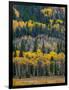 USA, Colorado. Aspens and evergreens in Rocky Mountain NP.-Anna Miller-Framed Photographic Print