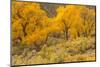 USA, Colorado. Bench and cottonwoods in autumn.-Jaynes Gallery-Mounted Photographic Print