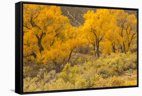 USA, Colorado. Bench and cottonwoods in autumn.-Jaynes Gallery-Framed Stretched Canvas