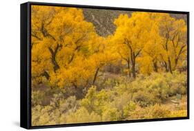 USA, Colorado. Bench and cottonwoods in autumn.-Jaynes Gallery-Framed Stretched Canvas