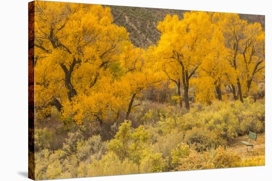 USA, Colorado. Bench and cottonwoods in autumn.-Jaynes Gallery-Stretched Canvas