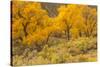 USA, Colorado. Bench and cottonwoods in autumn.-Jaynes Gallery-Stretched Canvas