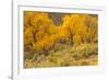 USA, Colorado. Bench and cottonwoods in autumn.-Jaynes Gallery-Framed Photographic Print