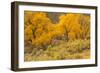 USA, Colorado. Bench and cottonwoods in autumn.-Jaynes Gallery-Framed Photographic Print