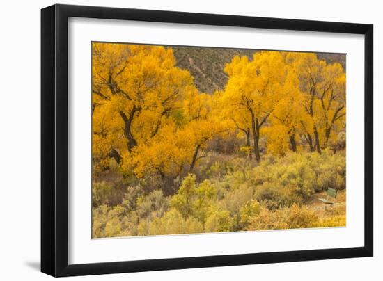 USA, Colorado. Bench and cottonwoods in autumn.-Jaynes Gallery-Framed Photographic Print