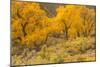 USA, Colorado. Bench and cottonwoods in autumn.-Jaynes Gallery-Mounted Photographic Print