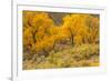 USA, Colorado. Bench and cottonwoods in autumn.-Jaynes Gallery-Framed Photographic Print