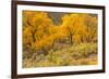 USA, Colorado. Bench and cottonwoods in autumn.-Jaynes Gallery-Framed Photographic Print