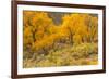 USA, Colorado. Bench and cottonwoods in autumn.-Jaynes Gallery-Framed Photographic Print