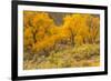 USA, Colorado. Bench and cottonwoods in autumn.-Jaynes Gallery-Framed Photographic Print