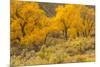 USA, Colorado. Bench and cottonwoods in autumn.-Jaynes Gallery-Mounted Photographic Print