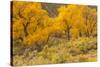 USA, Colorado. Bench and cottonwoods in autumn.-Jaynes Gallery-Stretched Canvas