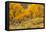 USA, Colorado. Bench and cottonwoods in autumn.-Jaynes Gallery-Framed Stretched Canvas