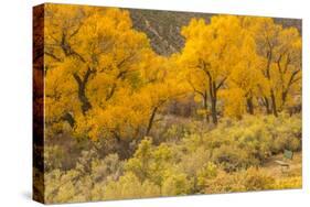 USA, Colorado. Bench and cottonwoods in autumn.-Jaynes Gallery-Stretched Canvas
