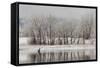 USA, Colorado, Boulder. Canadian Geese Taking Flight from Water-Jaynes Gallery-Framed Stretched Canvas