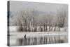 USA, Colorado, Boulder. Canadian Geese Taking Flight from Water-Jaynes Gallery-Stretched Canvas
