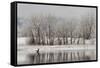 USA, Colorado, Boulder. Canadian Geese Taking Flight from Water-Jaynes Gallery-Framed Stretched Canvas