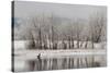 USA, Colorado, Boulder. Canadian Geese Taking Flight from Water-Jaynes Gallery-Stretched Canvas