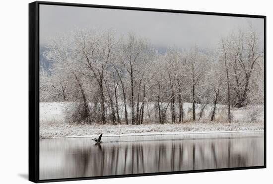 USA, Colorado, Boulder. Canadian Geese Taking Flight from Water-Jaynes Gallery-Framed Stretched Canvas