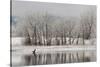 USA, Colorado, Boulder. Canadian Geese Taking Flight from Water-Jaynes Gallery-Stretched Canvas