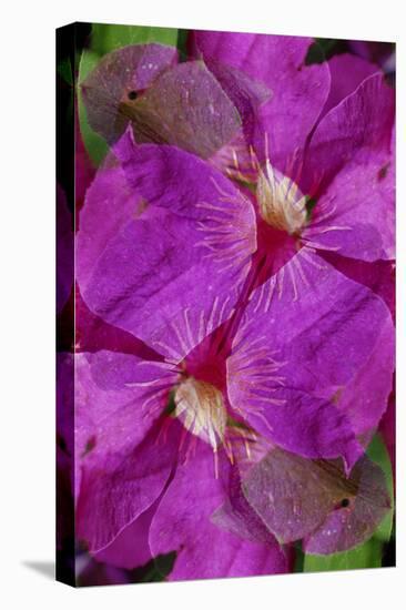 USA, Colorado, Boulder. Clematis Flower Montage-Jaynes Gallery-Stretched Canvas