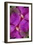 USA, Colorado, Boulder. Clematis Flower Montage-Jaynes Gallery-Framed Premium Photographic Print