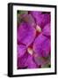 USA, Colorado, Boulder. Clematis Flower Montage-Jaynes Gallery-Framed Premium Photographic Print