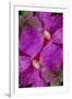 USA, Colorado, Boulder. Clematis Flower Montage-Jaynes Gallery-Framed Premium Photographic Print